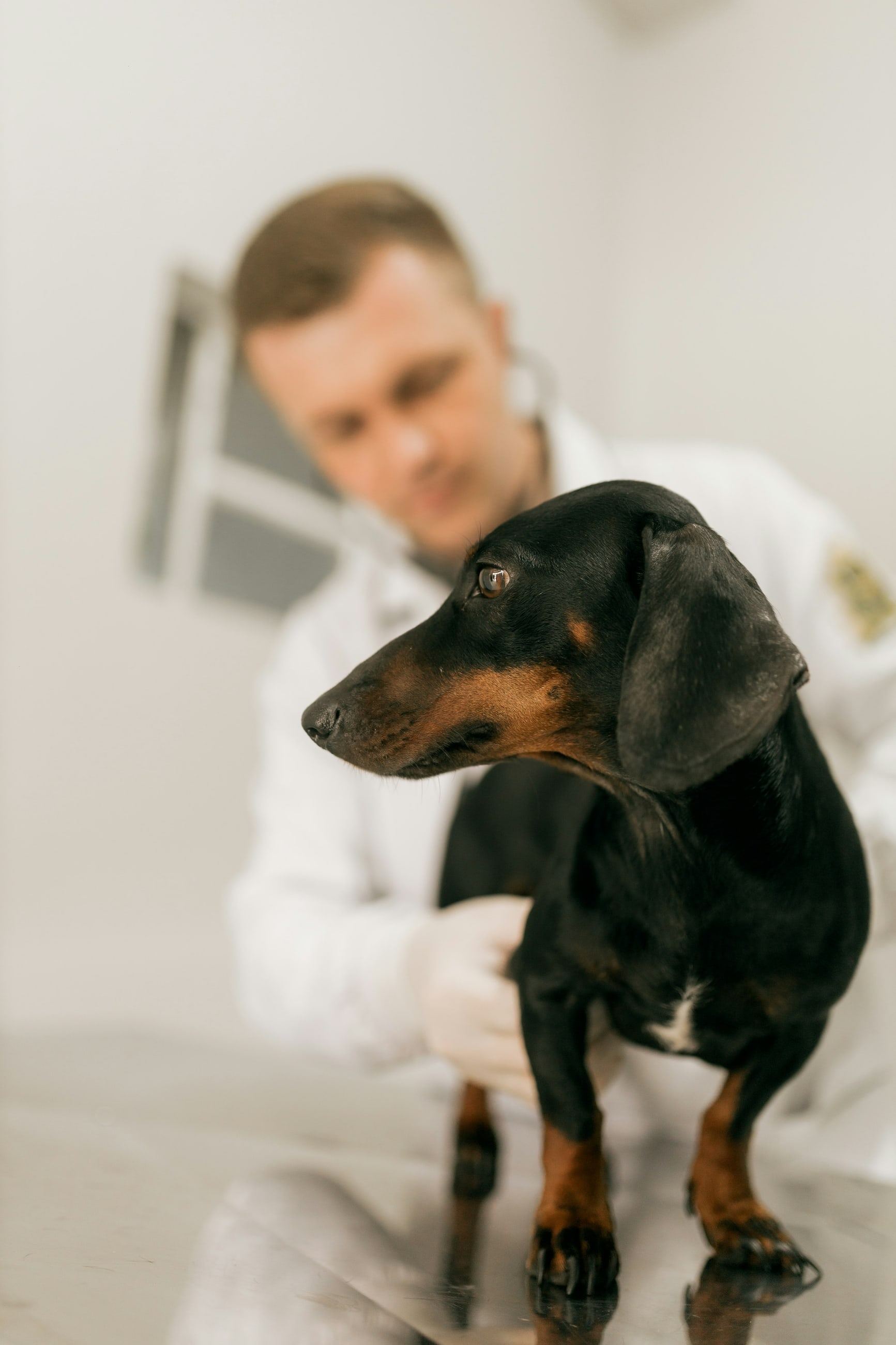 A veterinarian examining a black and tan dachshund on an examination table.